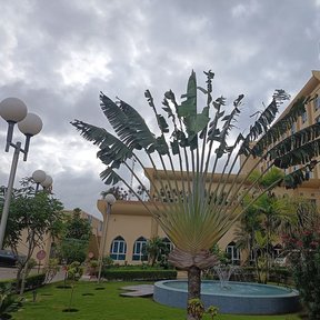 Palma del viajero en el jardín de un hotel, con el abanico bien abierto.