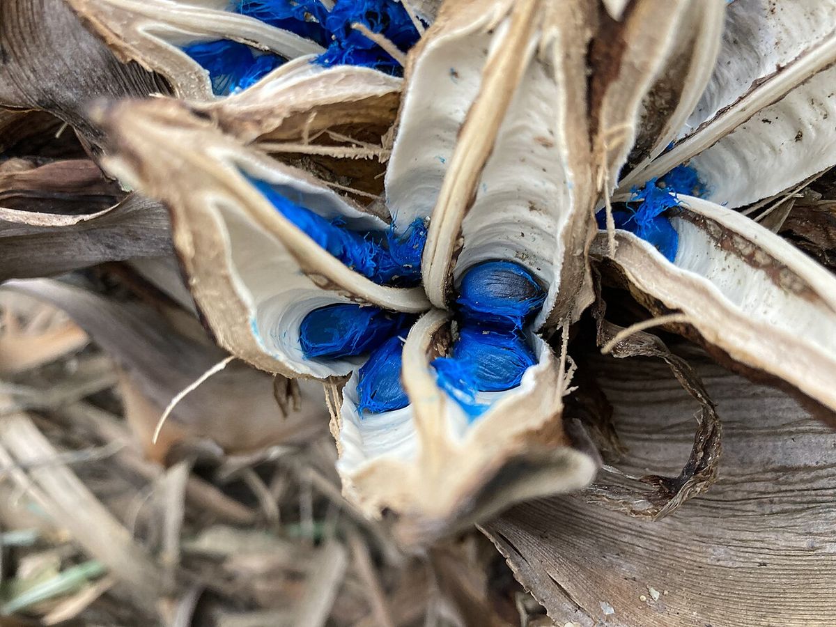 Fruto abierto de palma del viajero con las semillas envueltas en arilo azul.
