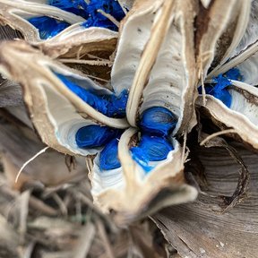 Fruto abierto de palma del viajero con las semillas envueltas en arilo azul.