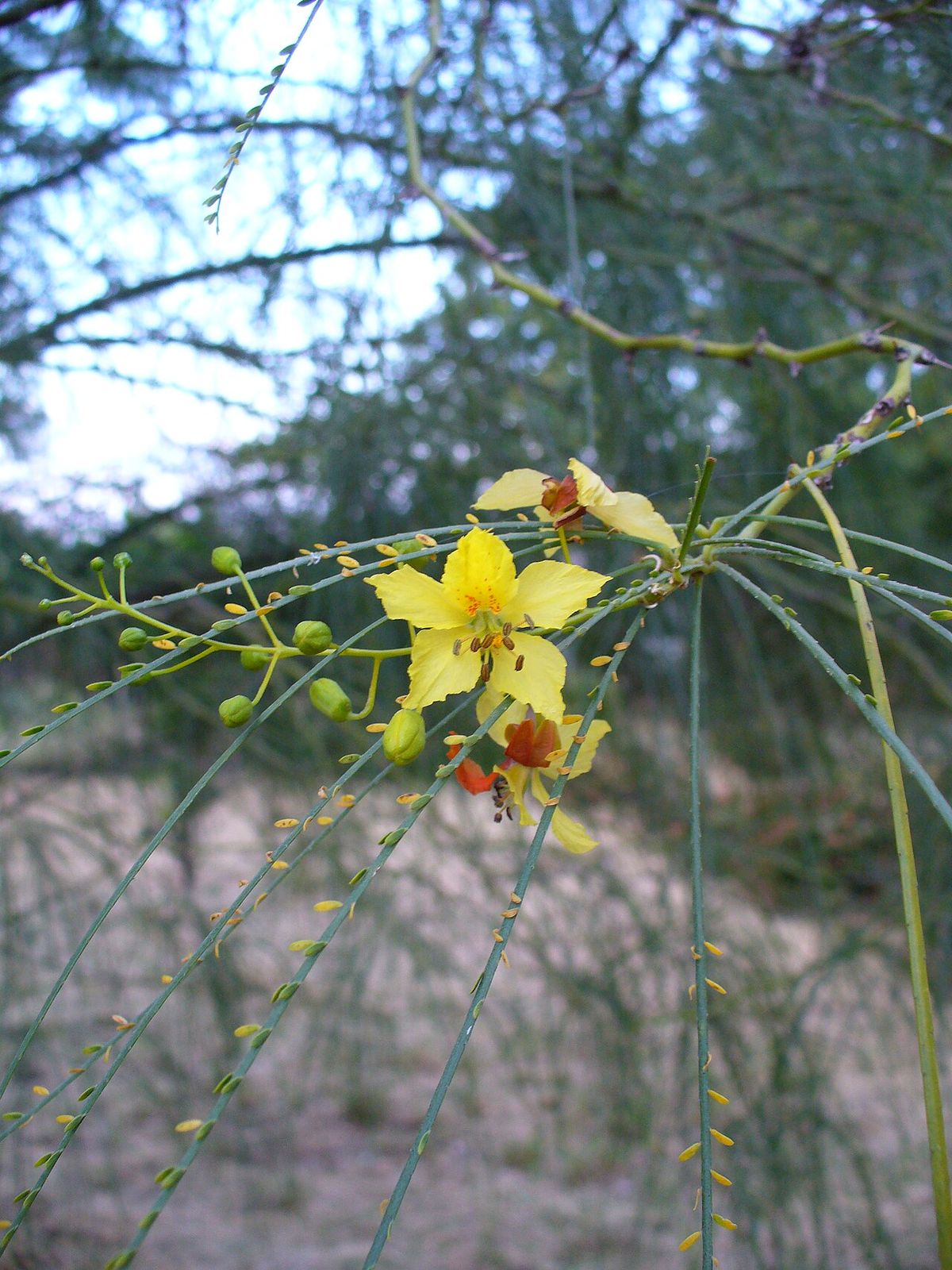 Flores amarillas de retama entre los tallos verdes y las hojuelas finas.