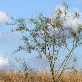 Retama entera de ramaje fino y verde recortada contra un cielo con nubes.