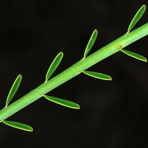 Tallo verde de retama con las hojuelas diminutas, sobre fondo negro.