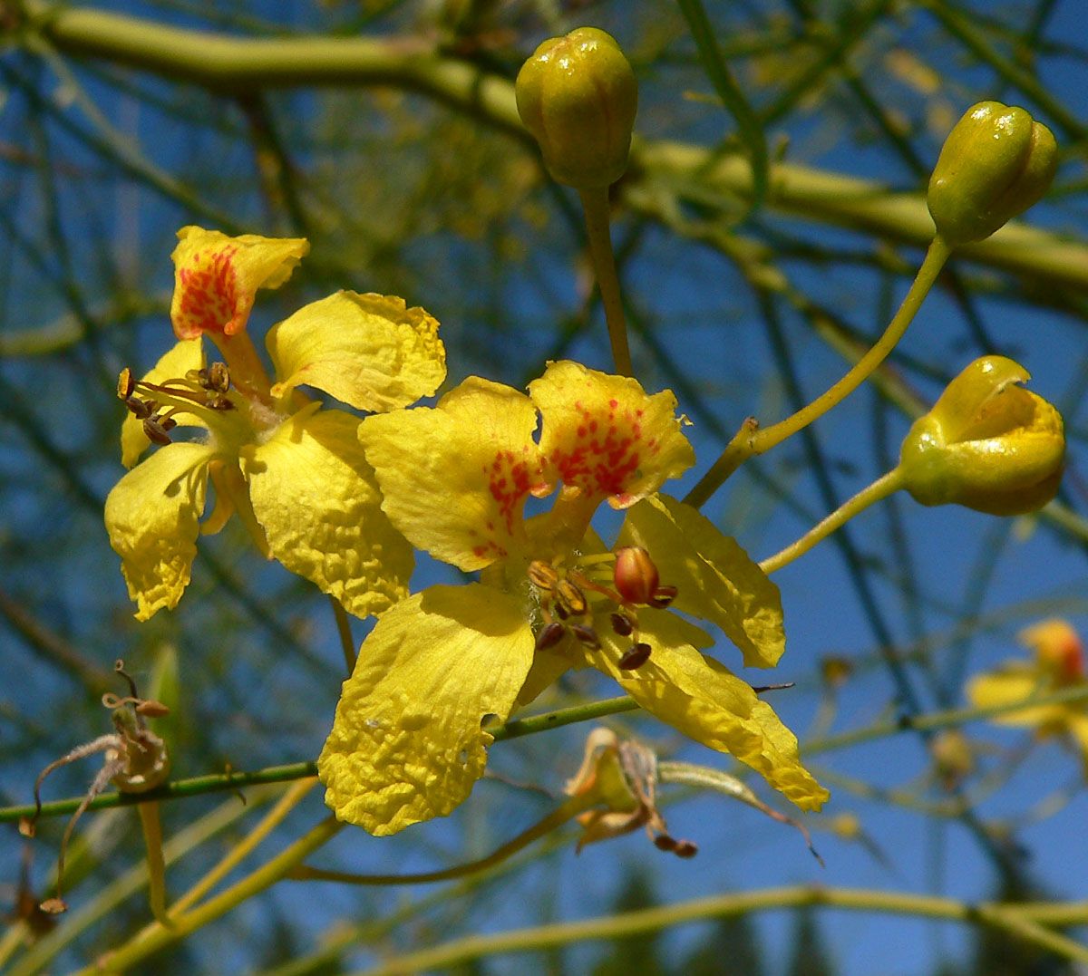 Flores amarillas de retama con la mancha naranja al centro, contra el cielo.