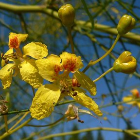 Flores amarillas de retama con la mancha naranja al centro, contra el cielo.