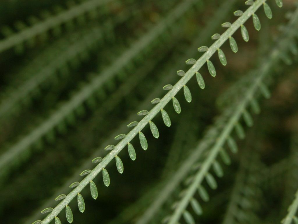 Hojas pinnadas y menudas de retama alineadas sobre el raquis verde.