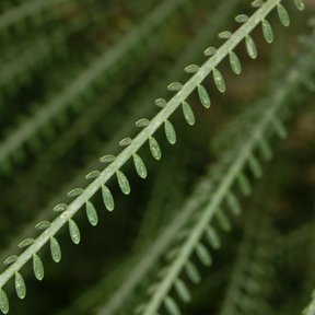 Hojas pinnadas y menudas de retama alineadas sobre el raquis verde.