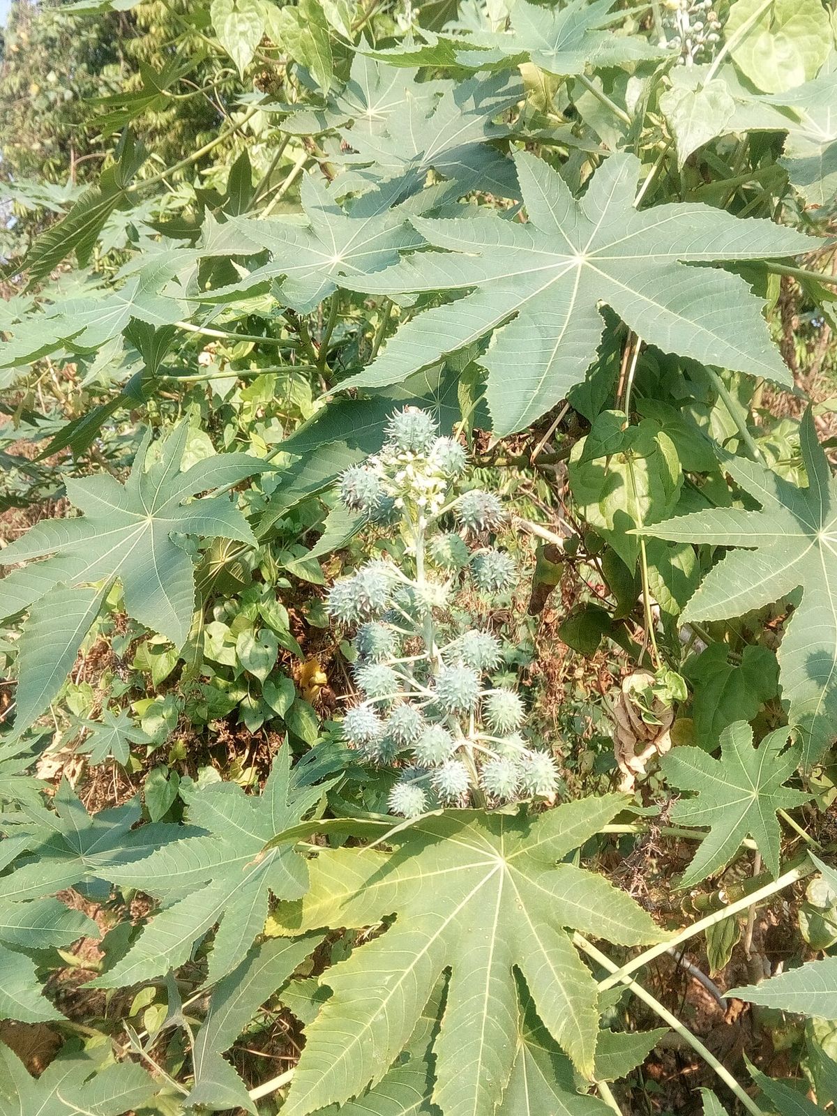 Higuerilla con las hojas palmeadas y un racimo de frutos espinosos al centro.