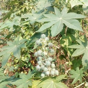 Higuerilla con las hojas palmeadas y un racimo de frutos espinosos al centro.