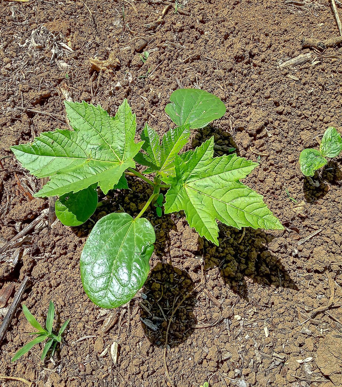 Plántula de higuerilla recién germinada sobre tierra removida y seca.