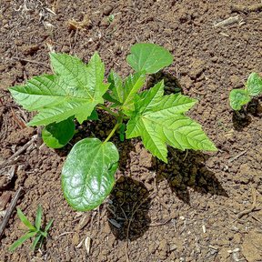 Plántula de higuerilla recién germinada sobre tierra removida y seca.