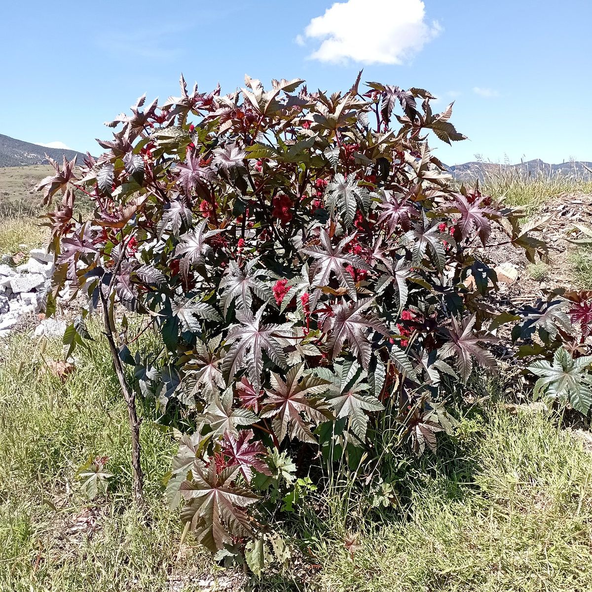 Higuerilla entera de follaje rojizo creciendo en una ladera, bajo un cielo azul.