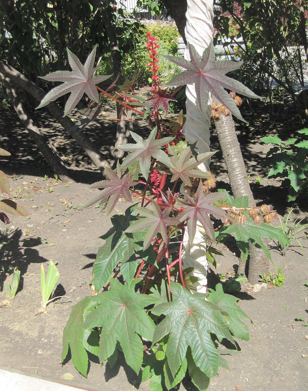 Higuerilla de tallos rojos y racimos de fruto creciendo en el patio de una casa.