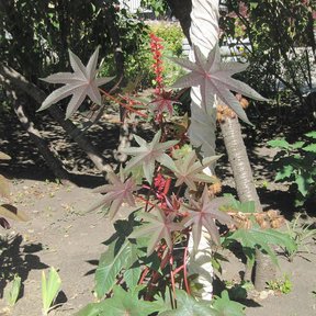 Higuerilla de tallos rojos y racimos de fruto creciendo en el patio de una casa.