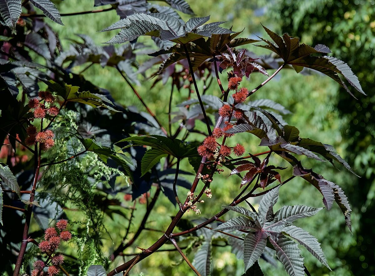 Higuerilla de hojas rojo oscuro y espigas de flor entre la vegetación verde.