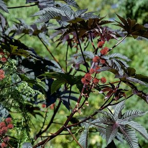 Higuerilla de hojas rojo oscuro y espigas de flor entre la vegetación verde.