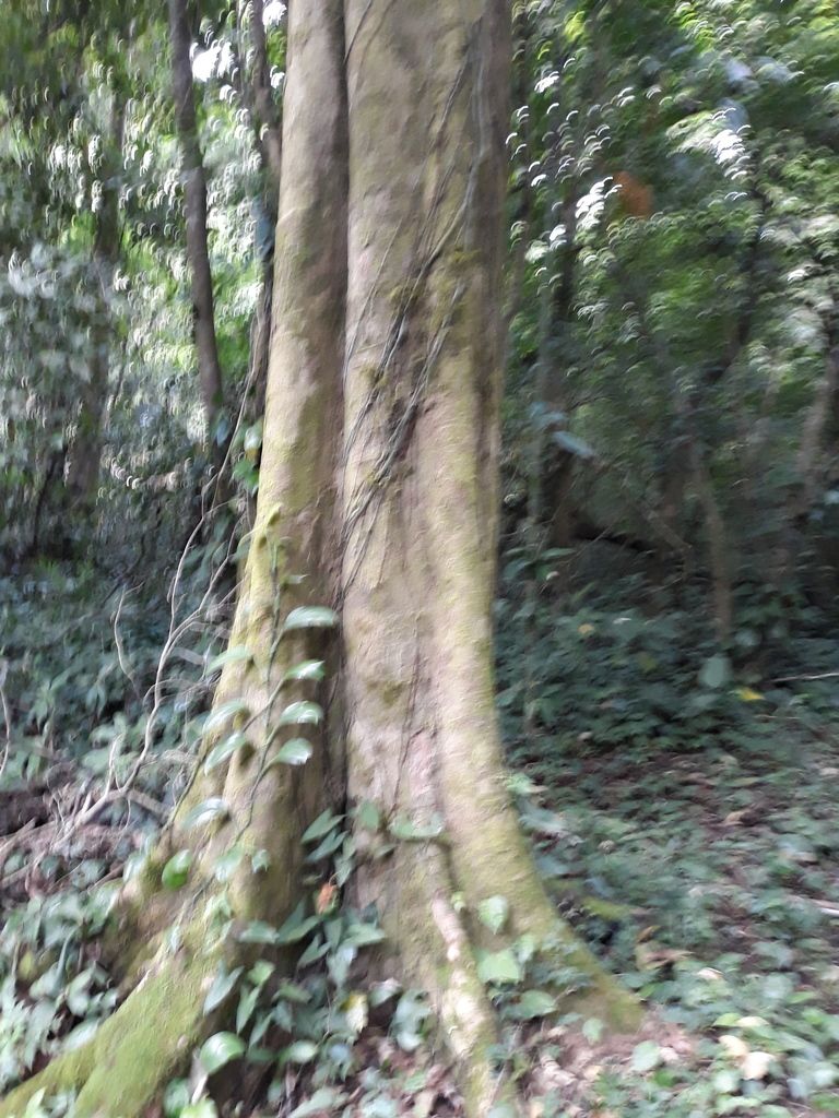 Tronco de manzanillo con contrafuertes en la base, dentro del bosque húmedo.