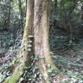 Tronco de manzanillo con contrafuertes en la base, dentro del bosque húmedo.