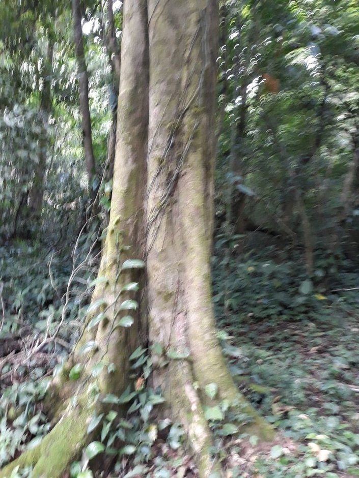 Tronco de manzanillo con contrafuertes en la base, dentro del bosque húmedo.