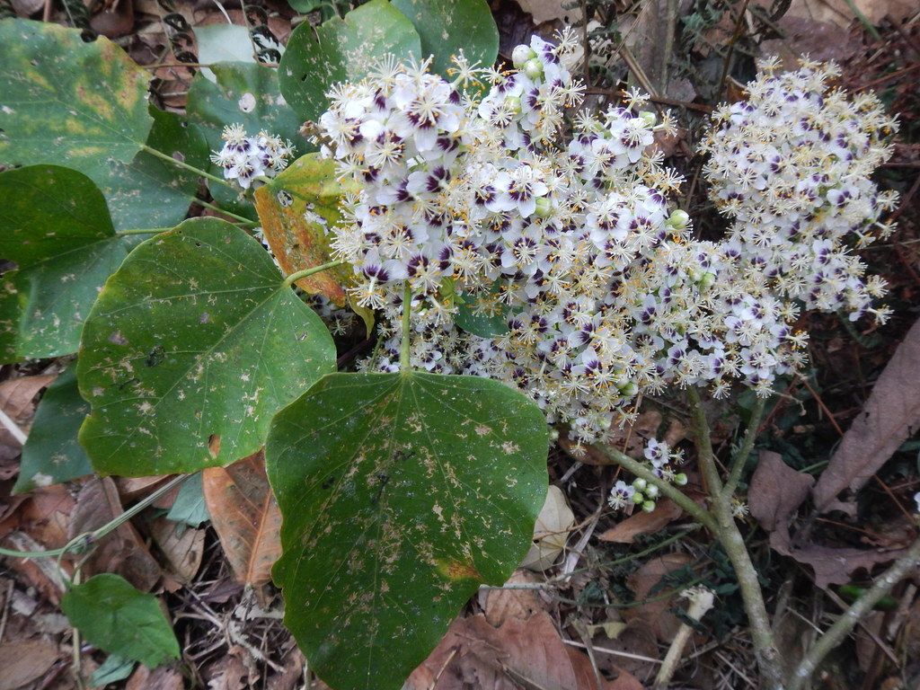 Racimo de flores blancas de manzanillo caído sobre la hojarasca, entre hojas anchas.