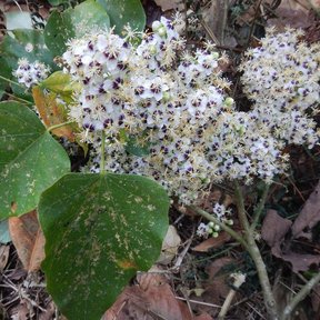 Racimo de flores blancas de manzanillo caído sobre la hojarasca, entre hojas anchas.