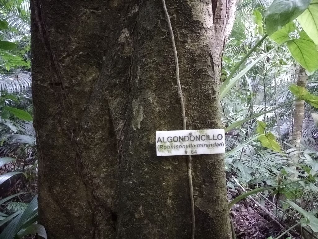 Tronco de manzanillo con una etiqueta que dice Algodoncillo, en la selva.
