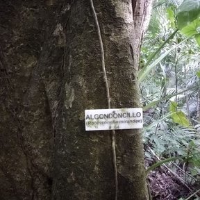Tronco de manzanillo con una etiqueta que dice Algodoncillo, en la selva.