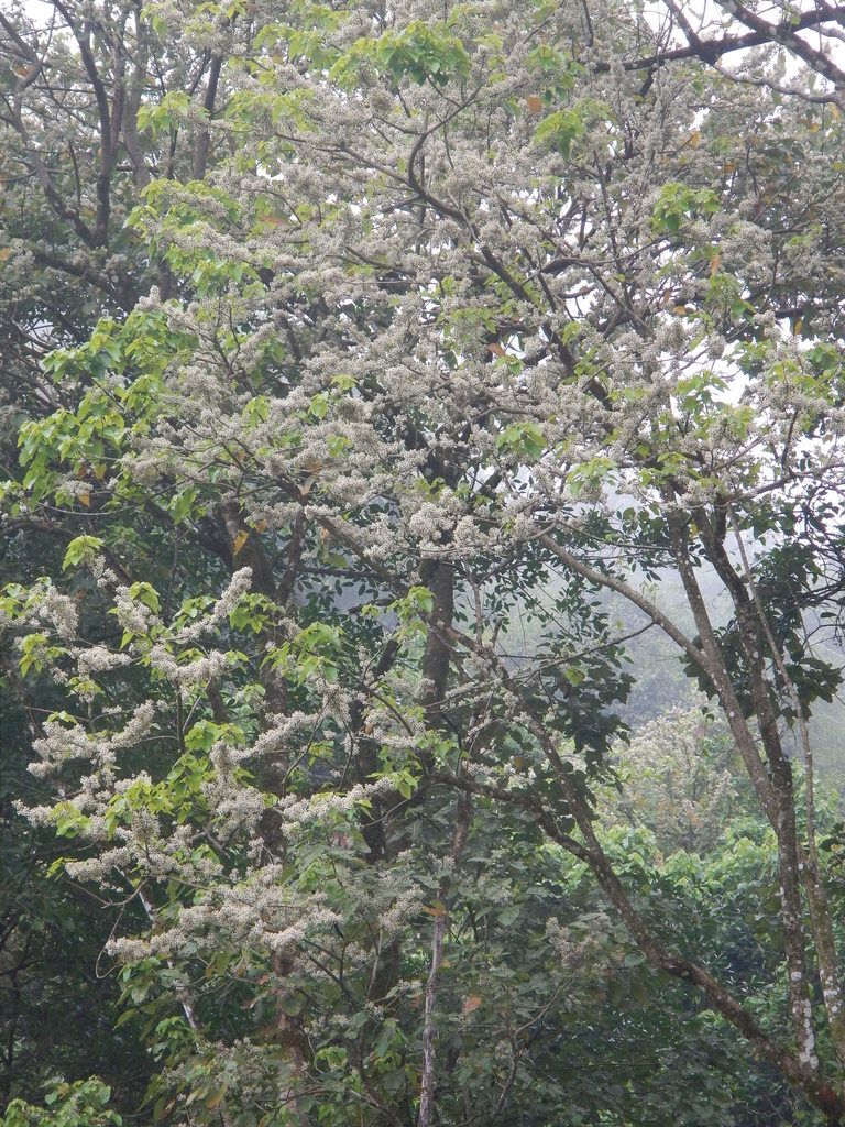 Manzanillo en flor destacando entre el dosel del bosque de niebla.