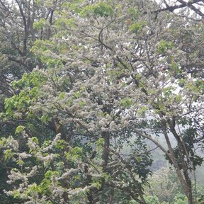 Manzanillo en flor destacando entre el dosel del bosque de niebla.