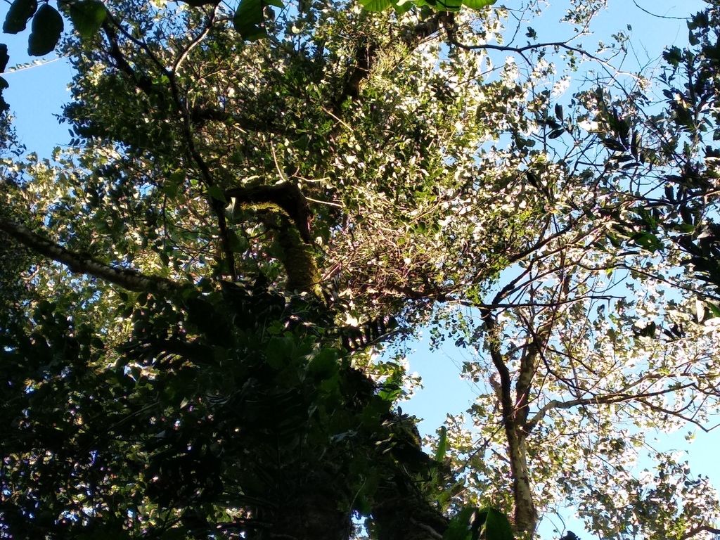 Copa de manzanillo cubierta de flor clara vista desde el pie del árbol.
