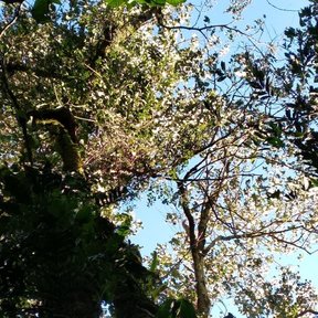Copa de manzanillo cubierta de flor clara vista desde el pie del árbol.