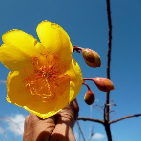 Una mano sostiene una flor amarilla de rosa amarilla contra un cielo azul.