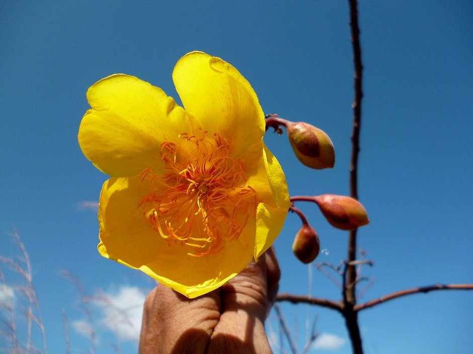 Una mano sostiene una flor amarilla de rosa amarilla contra un cielo azul.