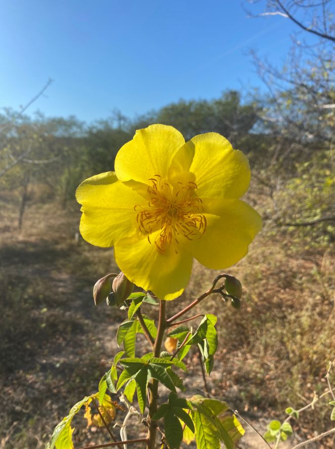 Flor amarilla de rosa amarilla abierta en una rama, sobre el monte seco.