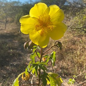 Flor amarilla de rosa amarilla abierta en una rama, sobre el monte seco.