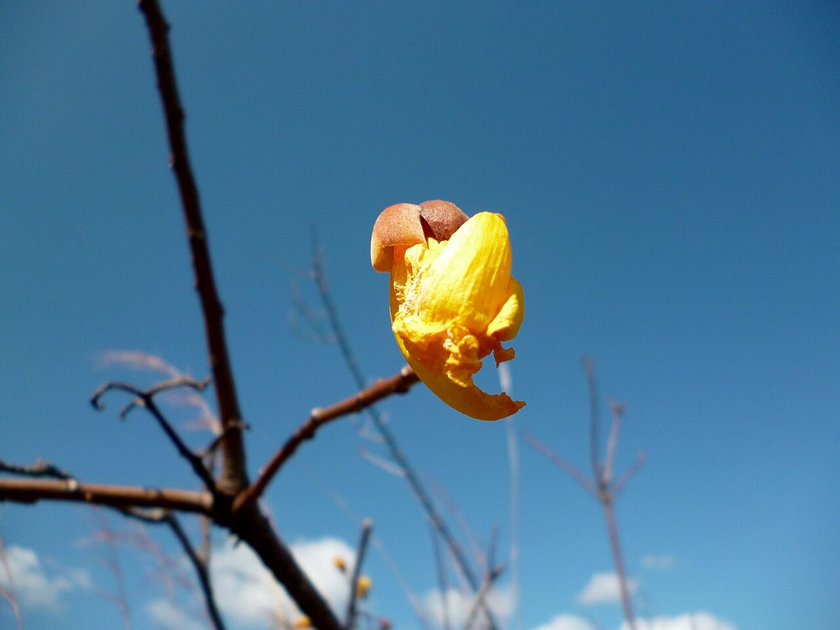 Flor de rosa amarilla abierta en una rama sin hojas, contra el cielo.