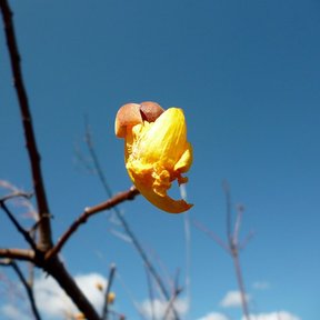 Flor de rosa amarilla abierta en una rama sin hojas, contra el cielo.