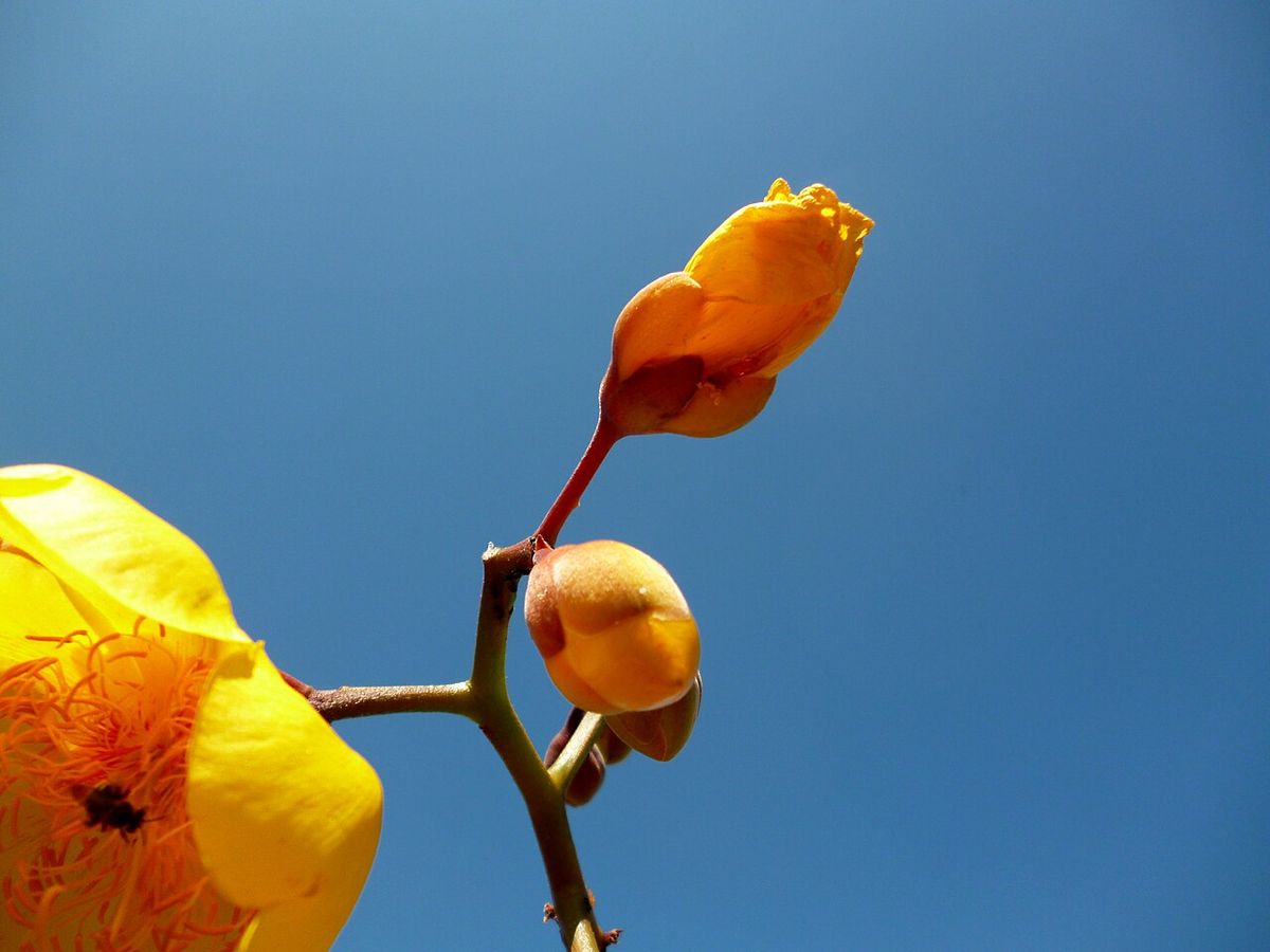 Botones florales de rosa amarilla en la punta de una rama, contra el cielo azul.