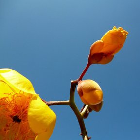 Botones florales de rosa amarilla en la punta de una rama, contra el cielo azul.