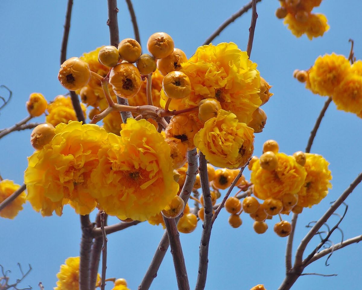Rama de rosa amarilla cargada de flores dobles y amarillas contra el cielo.
