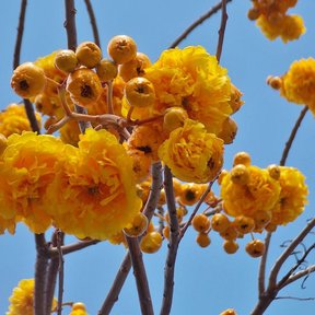 Rama de rosa amarilla cargada de flores dobles y amarillas contra el cielo.