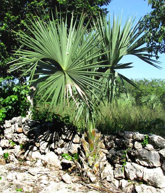 Palma guano joven creciendo entre piedra caliza y vegetación baja.
