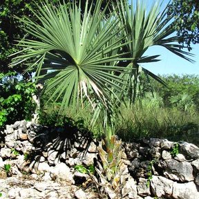 Palma guano joven creciendo entre piedra caliza y vegetación baja.