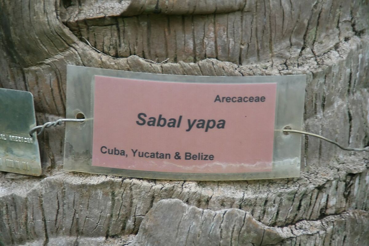Etiqueta rosa de jardín botánico con el nombre Sabal yapa clavada en un estípite.