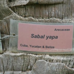 Etiqueta rosa de jardín botánico con el nombre Sabal yapa clavada en un estípite.
