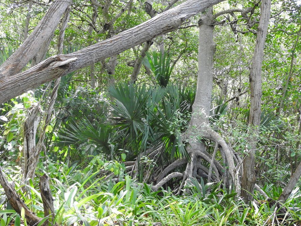 Palmas guano creciendo entre matorral y árboles de tronco claro.