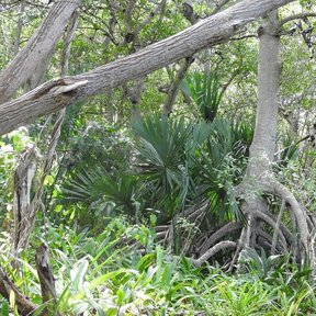 Palmas guano creciendo entre matorral y árboles de tronco claro.