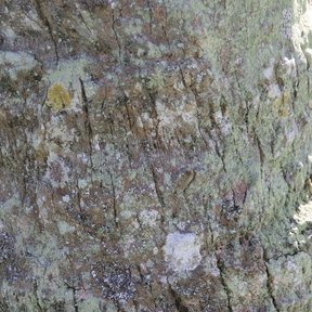 Estípite de palma guano cubierto de líquenes claros, muy de cerca.
