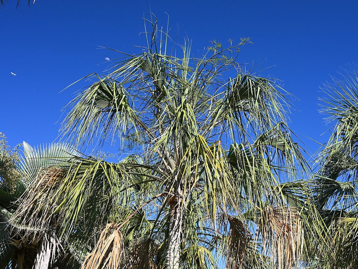 Coronas de palma guano recortadas contra un cielo azul profundo.