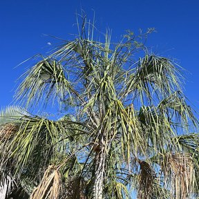 Coronas de palma guano recortadas contra un cielo azul profundo.