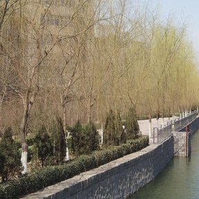 Hilera de sauces llorones a la orilla de un canal urbano, con un puente al fondo.